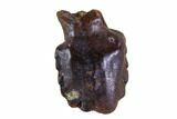 Fossil Ankylosaur Tooth - Montana #108150-1